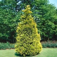 Chamaecyparis lawsoniana ‘Stewartii’ 125-150 cm – Elegante Scheinzypresse - Die Lawson-Scheinzypresse ‘Stewartii’ ist ein immergrünes Nadelgehölz mit goldgelben Neutrieben. Ideal als Solitär oder Sichtschutzhecke, überzeugt sie durch ihre pflegeleichte Art und harmonische Silhouette.
