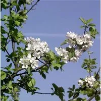 Wildapfel - Holzapfel 60-80cm - Malus sylvestris - Beerensträucher: Robuster Wildapfel mit rosa-weißen Blüten, ideal für kleine Gärten und als Nahrungsquelle für Insekten und Vögel.