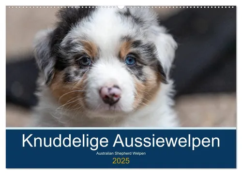 Annett Mirsberger www. annettmirsberger. de | Australian Shepherd Welpen 2025...