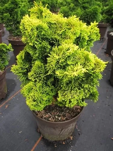 Chamaecyparis obtusa Nana Aurea - Gelbe Zwerg-Muschelzypresse - 25-30cm