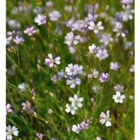 Steinbrech Fels Nelke - Petrorhagia saxifraga