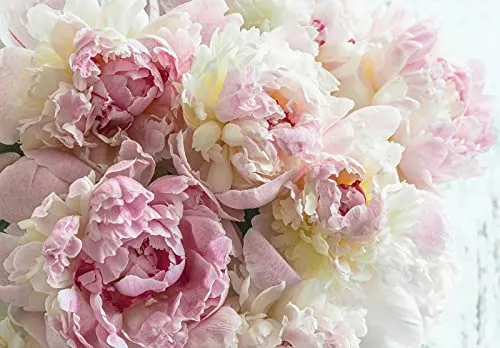 Fototapete Blumen Pfingstrose Rosen Romantik Rosa 200x140 cm - inkl. Kleister - für Wohnzimmer Schlafzimmer Flur Modern Vlies Tapete Vliestapete Wandtapete Motivtapeten