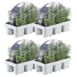 Lavendel 4 x 6er Set - Winterharte Lavendelpflanzen - Blumen & Stauden - 24 winterharte Lavendelpflanzen mit herrlichem Duft und lila Blüten, ideal für sonnige Gärten und pflegeleicht.