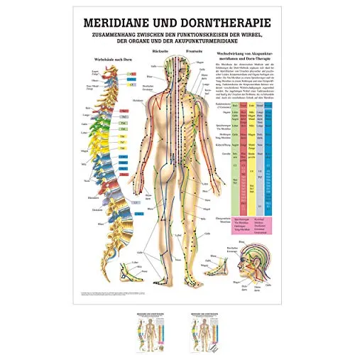 Sport-Tec Meridiane u. Dorn Mini-Poster Anatomie 34x24 cm medizinische Lehrmittel