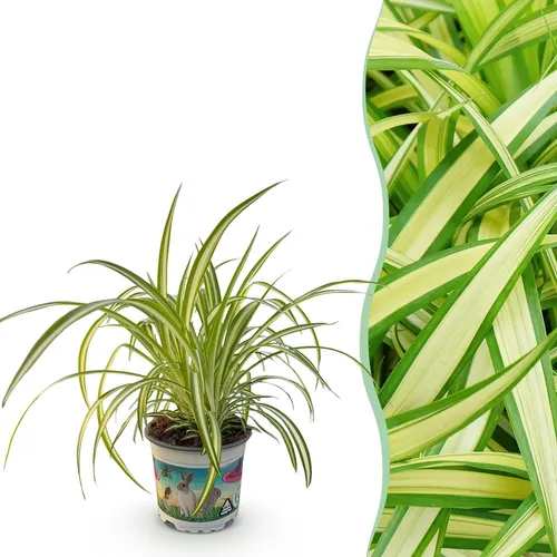 Zimmerpflanze - Chlorophytum comosum Variegatume Graslilie - 1x - ⌀12cm - ↕20cm