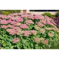 Sedum Spectabile Rosenteller Fetthenne Ca. 11x11 cm Topf