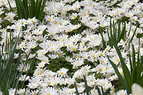 Anemone blanda 'White Splendour' 9x9 cm Topf – Winterhart, Mehrjährig, Pflegeleicht – Balkan-Windröschen – Bodendecker für Steingarten & Beet