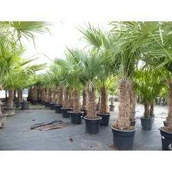 Trachycarpus fortunei - Winterharte Hanfpalme 70-100 cm Stamm - Palmen, winterhart bis -18°C, ideal für Garten und Terrasse, kräftige Stämme und erstklassige Qualität für ein grünes Paradies.