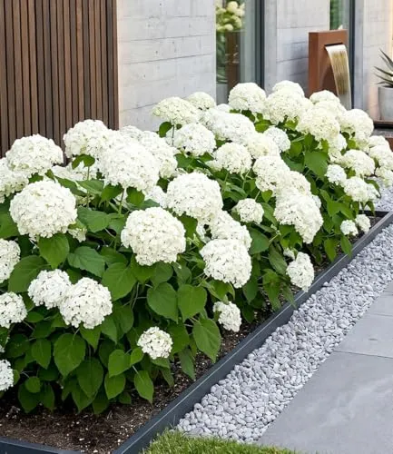 BALDUR Garten Schneeball-Hortensie Annabelle;1 Pflanze, Gartenhortensie winterhart Hydrangea arborescens, pflegeleicht, blühend, großblumige Freiland-Hortensie
