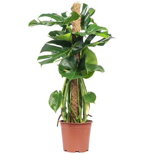 Flowerbox Monstera deliciosa - Pflegeleichte Zimmerpflanze am Moosstab - Garten-Zubehör mit pflegeleichter Monstera deliciosa, ideal für Halbschatten, Höhe ca. 80 cm, bringt tropisches Flair in Ihr Zuhause.