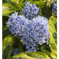 Kriechende Sächelblume El Dorado 30-40cm - Ceanothus thyrsiflorus