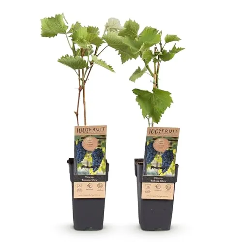 Green boutiQ - Obstpflanze - Vitis vinifera Boskoop Glory - Weinrebe - Winterhart - Blaue Traube - 2 Pflanzen - Topf 15cm - Höhe 50cm