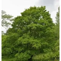 Feldahorn 100-125cm - Acer campestre - Sträucher, heimische Pflanze mit auffallend gelbem Herbstlaub, ideal als Windschutz oder hohe Hecke, wächst baumförmig oder als Großstrauch.