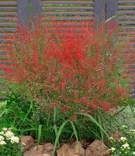BALDUR Garten Rotes Liebesgras Purpur Liebesgras - Gräsersamen & -pflanzen, winterhart und mehrjährig, ideal für pflegeleichte Gärten mit geringem Wasserbedarf.