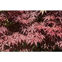 Acer palmatum 'Bloodgood' – Japanischer Ahorn, tiefrot, 60–80 cm - Blumen & Stauden – Der Japanische Ahorn 'Bloodgood' begeistert mit tiefroten Blättern und eleganter Herbstfärbung. Ideal für Gärten, Terrassen oder Kübel, robust und winterhart bis -15 °C.