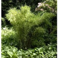 Gartenbambus Jumbo 100-125cm - Fargesia murielae