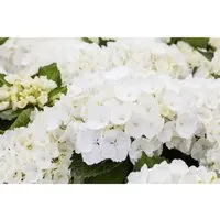 Hydrangea Macrophylla Bauernhortensie First White – Edler Blütenstrauch - Die Bauernhortensie First White begeistert mit strahlend weißen Blüten und buschigem Wuchs. Ideal für halbschattige Beete oder als Kübelpflanze, bringt sie romantische Akzente in jeden Garten.