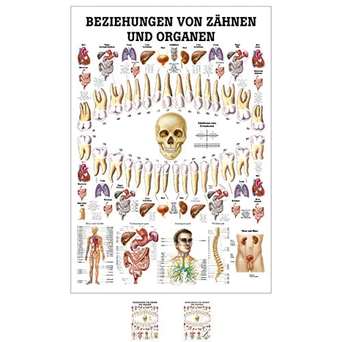 Sport-Tec Beziehungen von Zähnen und Organen Mini-Poster - Anatomie 34x24 cm, hochglänzender Druck für präzise medizinische Schulung