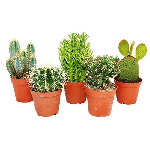 verschiedene mittelgroße Kakteen im Set, 8,5cm Topf, ca. 12-18cm hoch 5