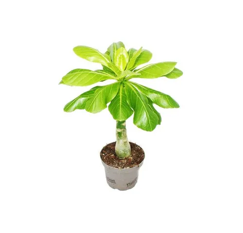 Exotenherz Zimmerpflanze Hawaii-Palme -Brighamia insignis 12cm Topf ca. 40cm hoch