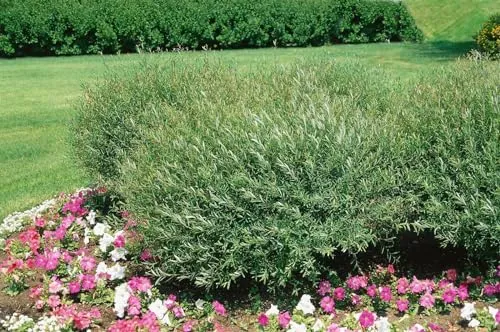 Salix purpurea 'Nana' 60-100 cm - Purpur-Weide, kompakter Wuchs, ideal für Hecken und Kübel, pflegeleicht, winterhart