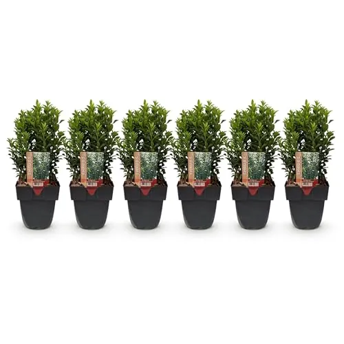 GreenboutiQ - Heckenpflanzen - Euonymus japonica Green Spire - Immergrüne Heckenpflanze mit frostbeständigen, grünen Blättern. Ideal für Sichtschutz und Struktur im Garten, minimaler Pflegeaufwand.