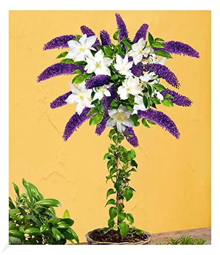 BALDUR Garten Buddleia-Stämmchen mit Clematis - Sommerfliederstämmchen und winterharte Clematis, ideal für bienen- und schmetterlingsfreundliche Gärten. Blütezeit von Juni bis Oktober, pflegeleicht und mehrjährig.