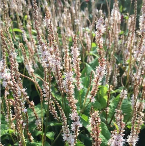 Kerzenknöterich 'Alba' - Persicaria Amplexicaulis 'Alba' Topf 9x9cm: Weiße Blütenpracht für sonnige bis halbschattige Standorte. 6 x