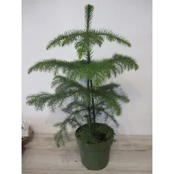 Araucaria heterophylla - Zimmertanne - Norfolktanne - 40-60cm - Holen Sie sich die Araucaria heterophylla als stilvollen Zimmerbaum nach Hause. Ideal für ein angenehmes Raumklima und als dekorativer Akzent in Ihrem Wohnraum. Jetzt online bestellen! 40-60cm groß.