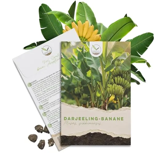 Darjeeling Bananen Samen (Musa sikkimensis) - Winterharte Banane mit wunderschönen Blättern Indoor und Outdoor geeignet