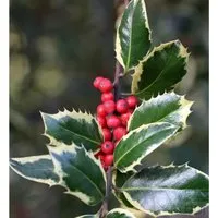 Weißbunte Stechpalme Ilex Argentea Marginata 25-30cm - Sträucher mit auffälligem weißen Blattrand, winterhart und ideal für halbschattige Gärten. Wächst bis zu 3 Meter hoch und ist schnittverträglich.