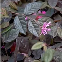 Hochstamm Riemenblüte Fire Dance 80-100cm - Loropetalum chinense