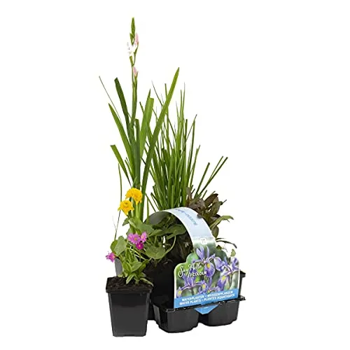 Bloomique 6er Set Blühende Teichpflanzen - Winterhart für Miniteiche - Vielfältige Mischung aus 6 winterharten Wasserpflanzen für Teiche, pflegeleicht und ideal für Zone 1 & 2. Bringen Sie Farbe und Leben in Ihren Teich!