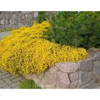 Niedlicher Ginster 20-30cm - Genista pulchella