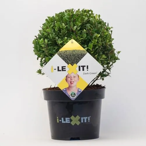 Ilex crenata 'Dark Green®', Kugel mit ca. 15 cm Ø, Topf-Ø 17 cm