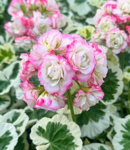 BALDUR Garten Geranie 'Strawberry Blossom' im 12 cm-Topf - Balkon-Geranie mit auffälligem, zweifarbigem Laub. Ideal für Balkonkästen, Kübel und Beete. Pflegeleicht und blühend von Mai bis Oktober – ein echter Blickfang!
