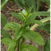 Zitronen-Minze - Mentha piperita