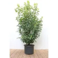 Prunus lusitanica 'Angustifolia' 125-150 cm - Heckenpflanzen: Pflegeleichter Portugiesischer Kirschlorbeer mit glänzenden Blättern und weißen Blüten, ideal für dichte Hecken und Sichtschutz.