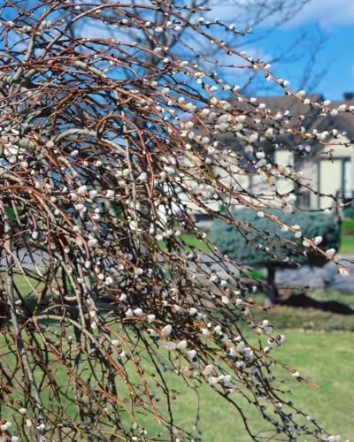 Salix grac. Mount Aso - Japanische Kätzchenweide - Ziergehölze mit leuchtenden, rosa Kätzchen von Spätwinter bis Frühjahr. Robust und pflegeleicht, ideal für Gruppenpflanzungen oder als Kübelpflanze.