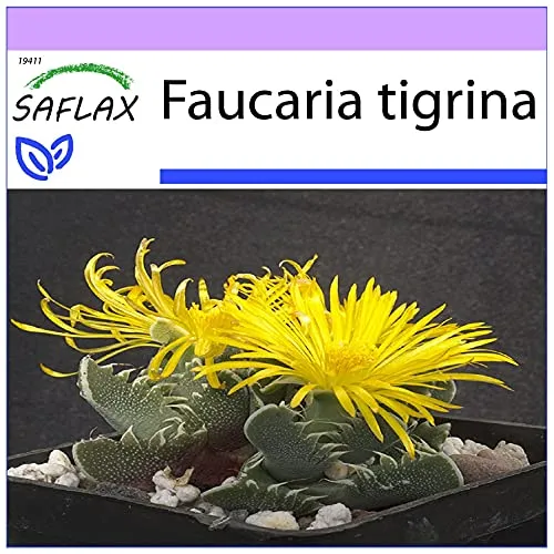 SAFLAX - Kakteen - Echter Tigerrachen - 40 Samen - Faucaria tigrina