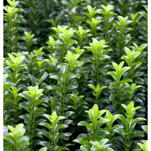Kriechspindel Green Empire 10-15cm - Euonymus japonicus - Sträucher, winterharte und immergrüne Pflanze, ideal für kompakte Hecken und sonnige bis halbschattige Standorte.
