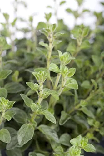 Origanum vulgare 9x9 cm Topf – Winterhart, Mehrjährig, Pflegeleicht – Oregano – Kräuterpflanze für Beet & Balkon