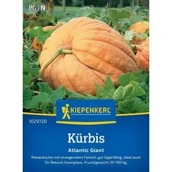 Kiepenkerl Kürbissamen Atlantic Giant Cucurbita maxima 5 Pflanzen