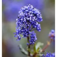 Säckelblume Blue Sapphire 40-50cm - Ceanothus impressus
