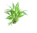 Hygrophila corymbosa 'Thailand' Topf  Hintergrundpflanze Aquarium Dennerle 216