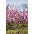 Prunus Serrulata Kanzan Japanische Blütenkirsche Rosa 125 cm Stammhöhe