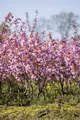 Pflanzen für Dich Gehölze Prunus serr. 'Kanzan', 1 St., Japanische Blütenkirsche, Zierkirsche, Kanzan-Kirsche