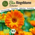 Ringelblume Samen (BIO) - 120 Samen Blumensamen Ringelblumensamen Erfurter