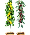 BALDUR Garten Säulenobst-Duo "Birne & Kirsche", 2 Pflanzen Birnenbaum Kirschbaum, winterhart, platzsparende Säulen für kleine Gärten, Balkone & Terrassen, blühend, Prunus avium, Pyrus communis