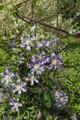 Clematis integrifolia 'Durandii', Stauden-Waldrebe, blau, 60–100 cm